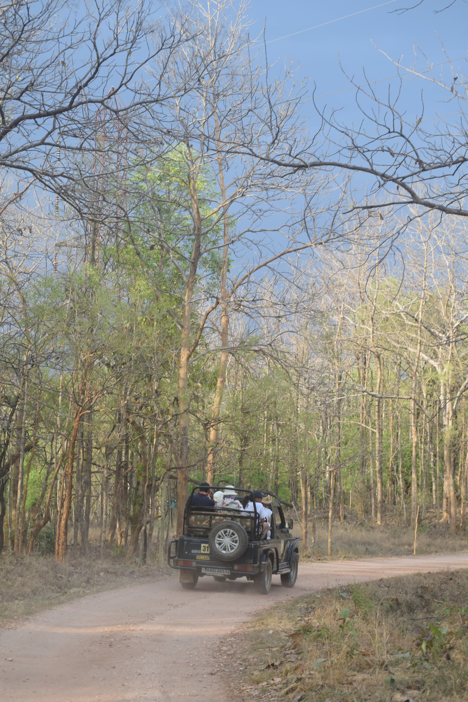 Jungle Safari