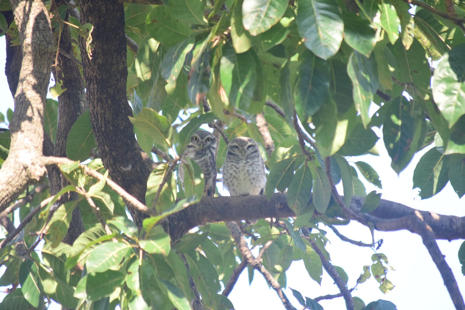 Birding Trails
