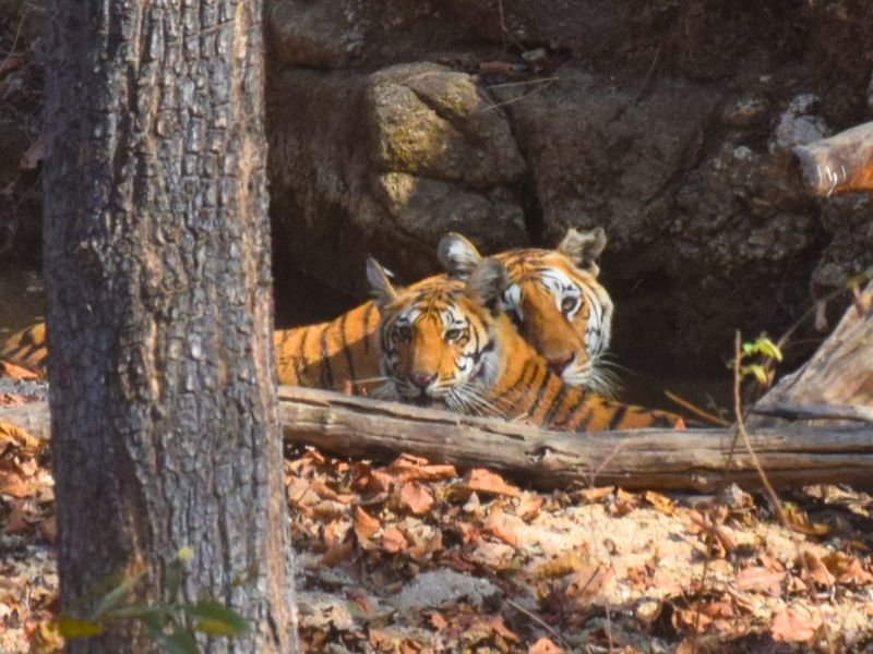 Pench Tiger Reserve forest